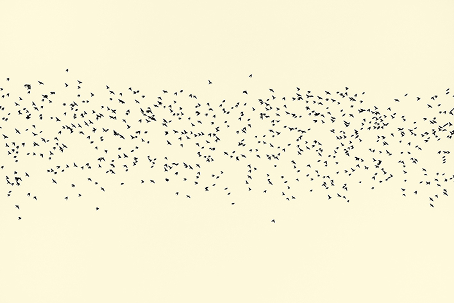 Placido — Erik Hijweege